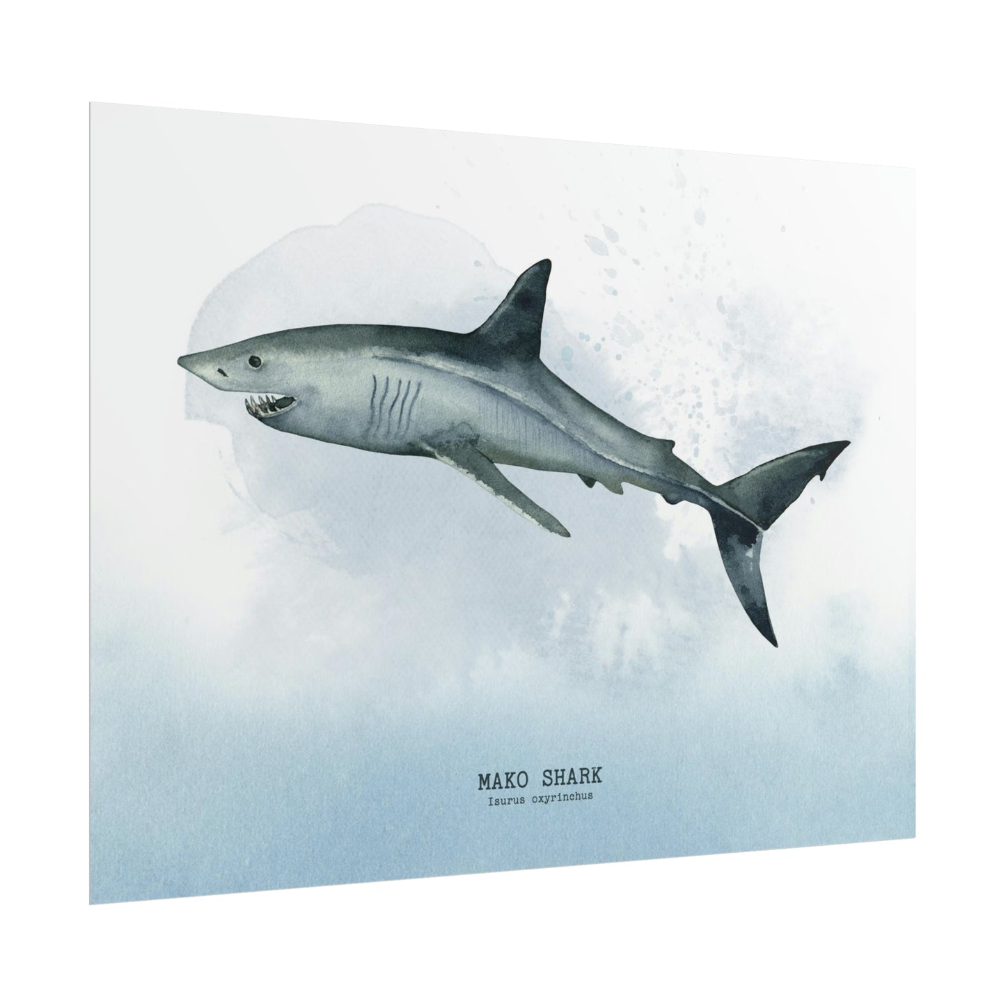 Mako Shark Watercolor Poster