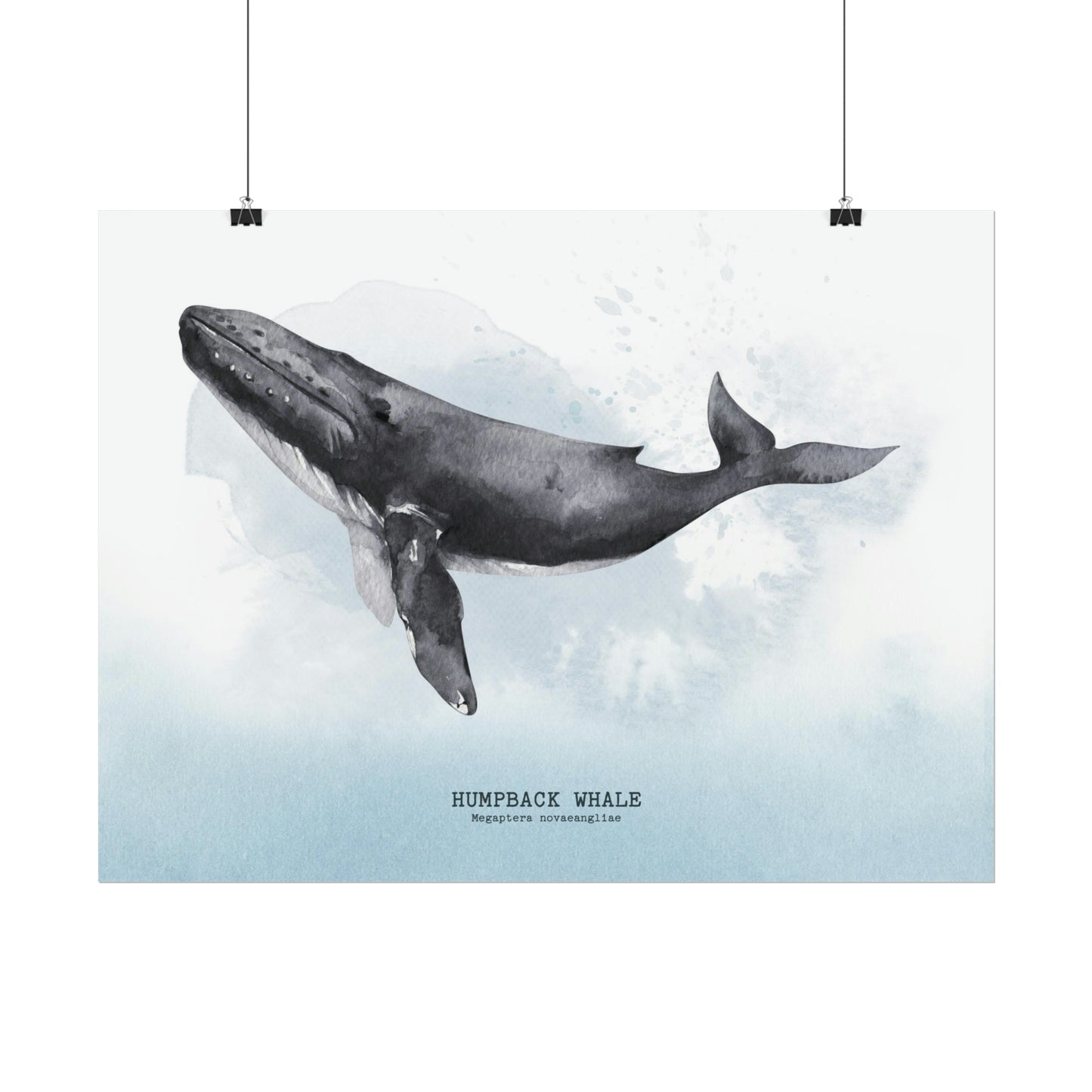 Humpback Whale Watercolor Poster
