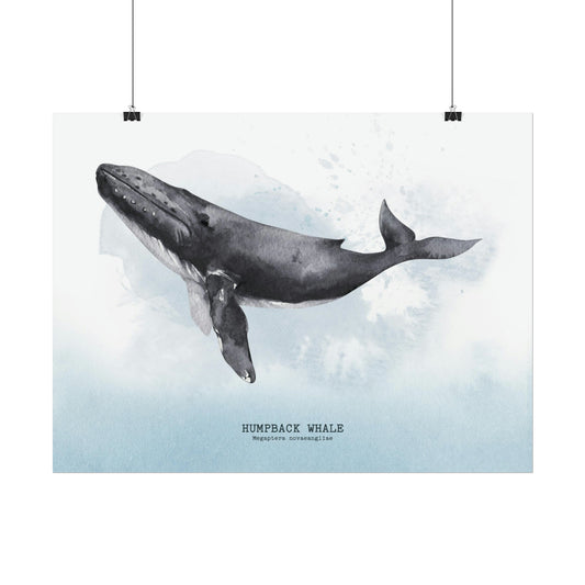 Humpback Whale Watercolor Poster