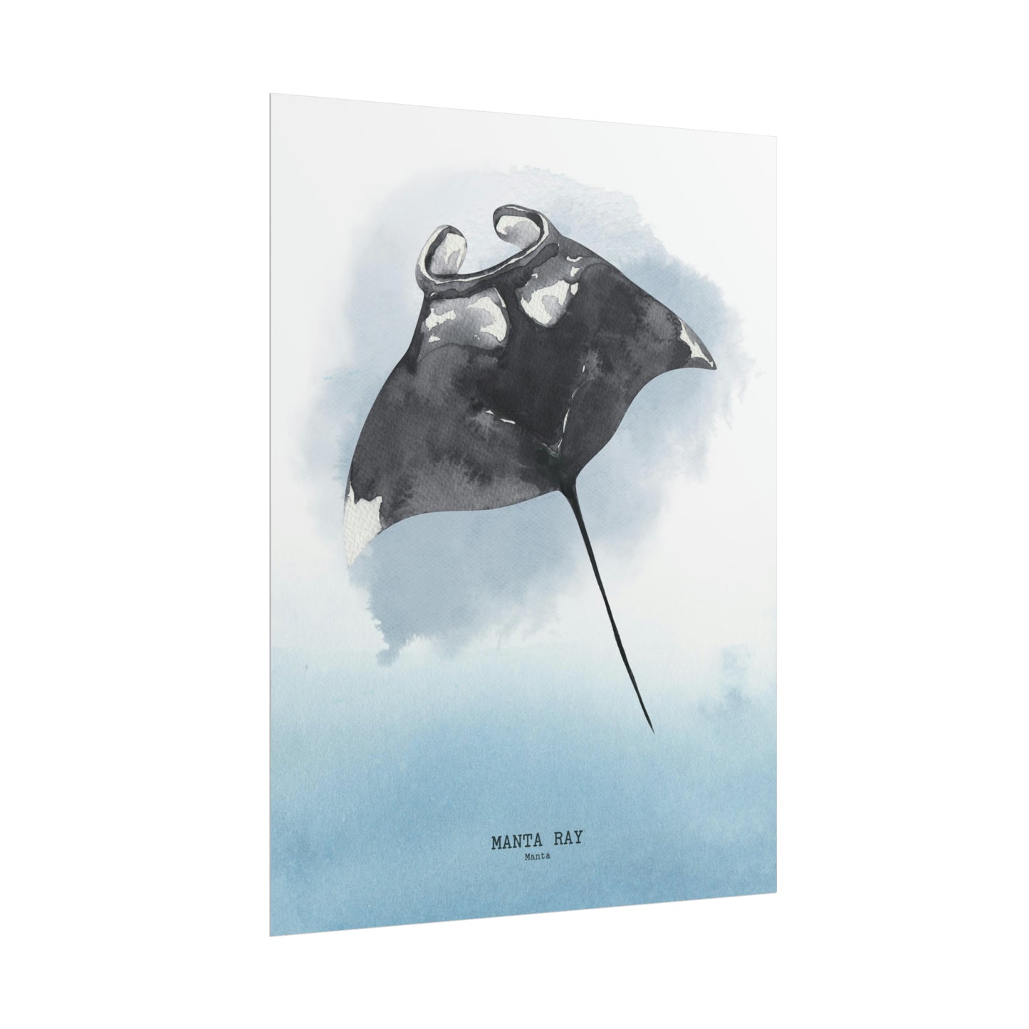Manta Ray Watercolor Poster