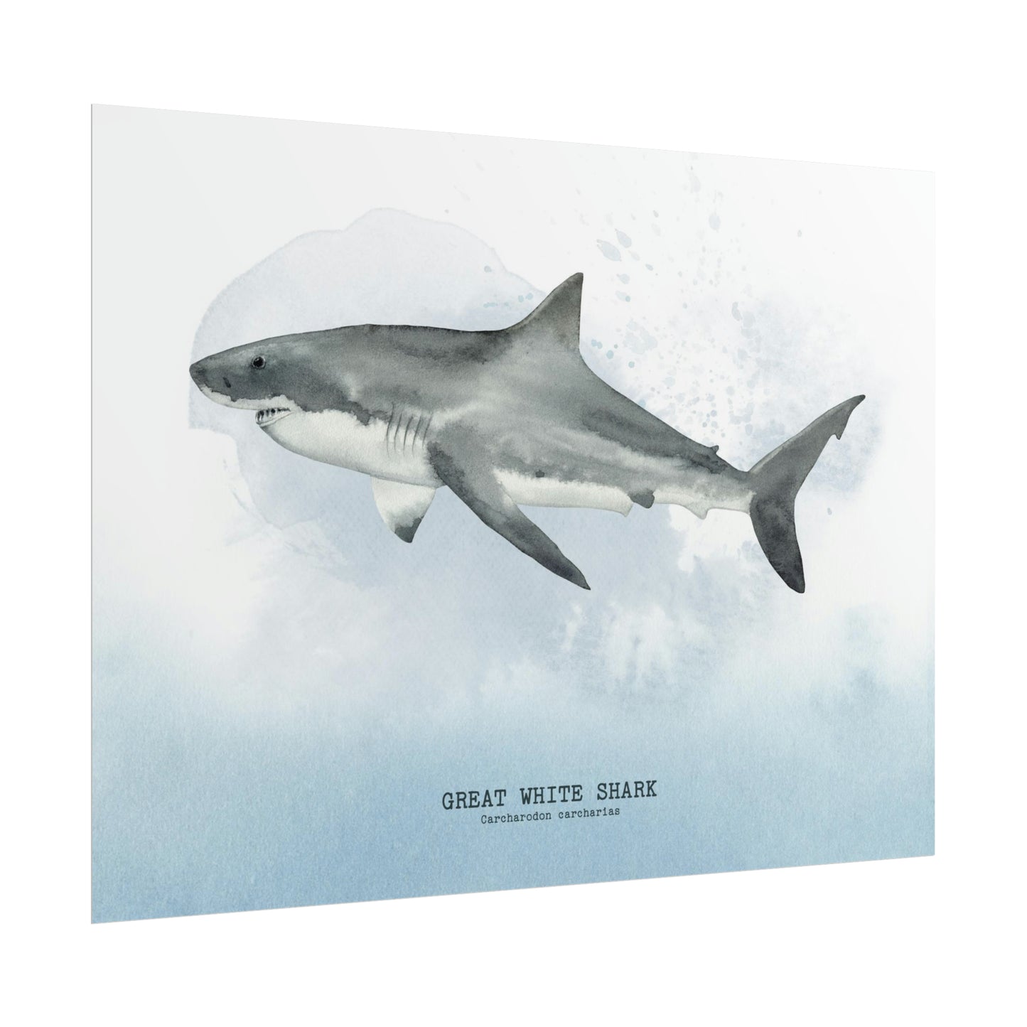 White Shark Watercolor Poster