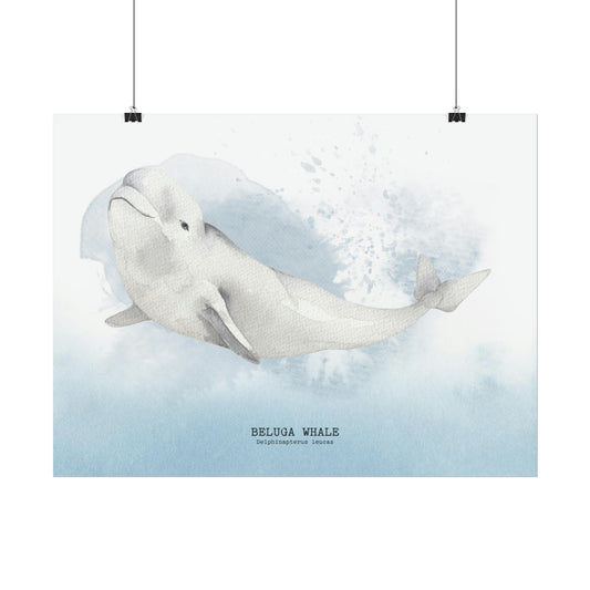 Beluga Whale Watercolor Poster