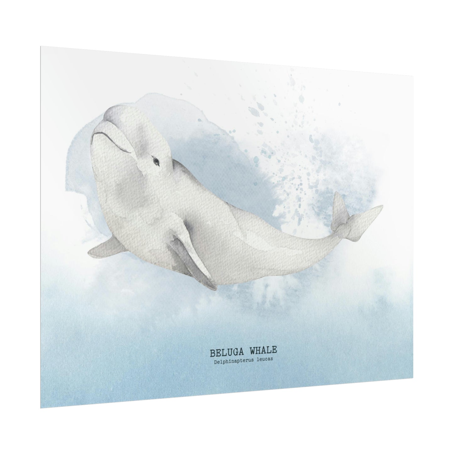 Beluga Whale Watercolor Poster