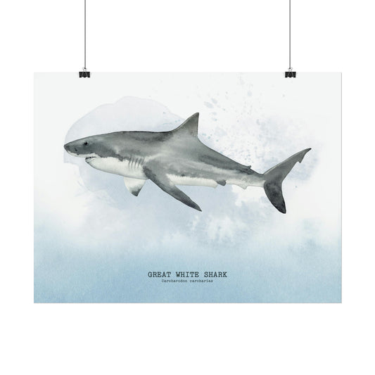 White Shark Watercolor Poster